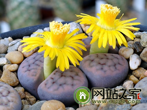 这种多肉植物看起来像奇石 可爱极了