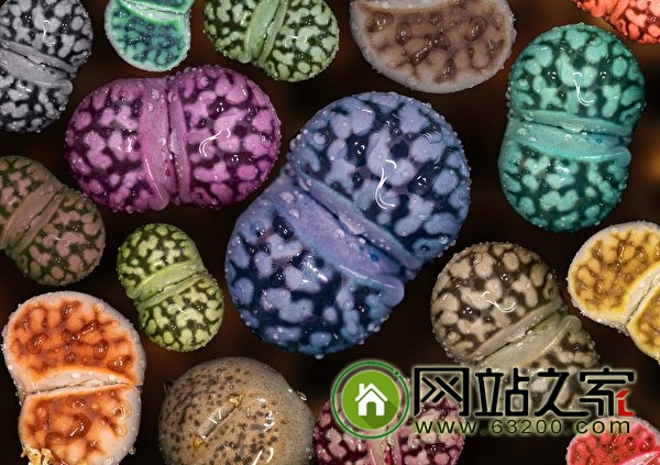 这种多肉植物看起来像奇石 可爱极了